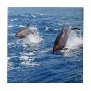 Dolphin Adventure Ceramic Tile