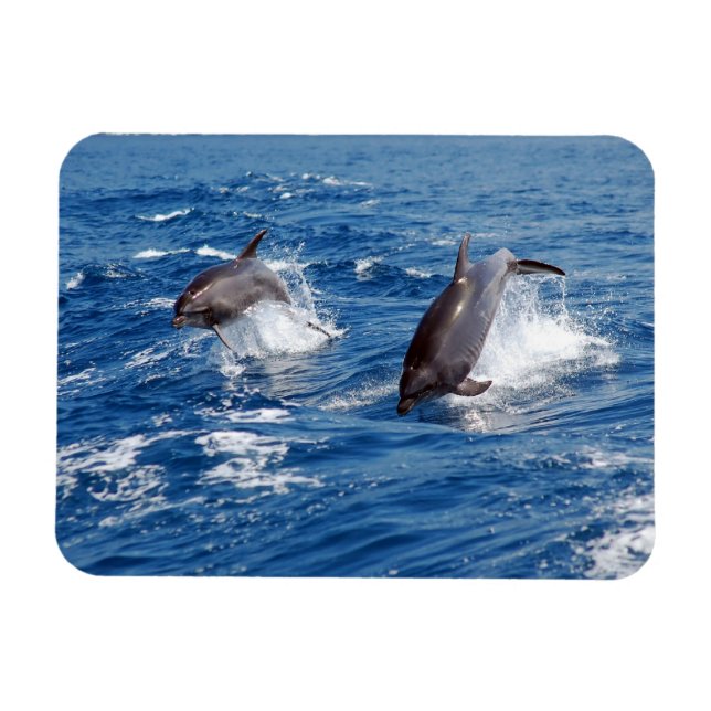 Dolphin Adventure Magnet (Horizontal)