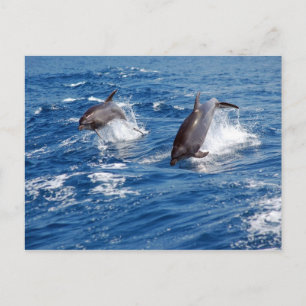 Dolphin Adventure Postcard