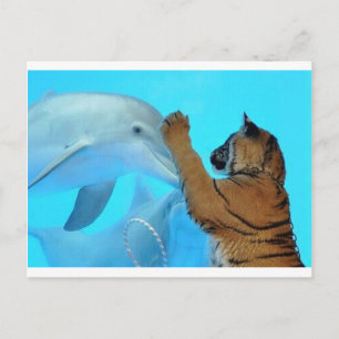 Dolphin and Tiger meet Postcard
