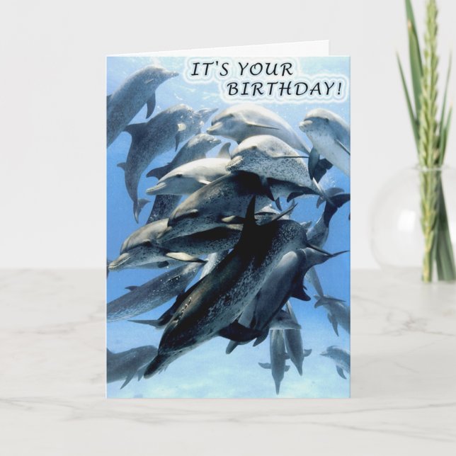 Dolphin birthday party card (Front)