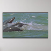 Dolphin breakfast poster