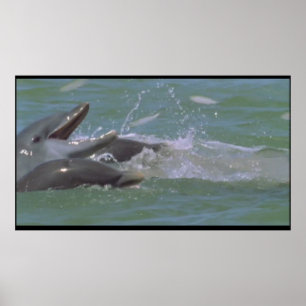Dolphin breakfast poster