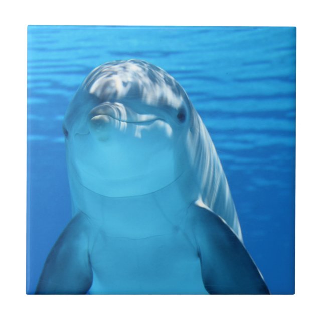 Dolphin Ceramic Tile (Front)