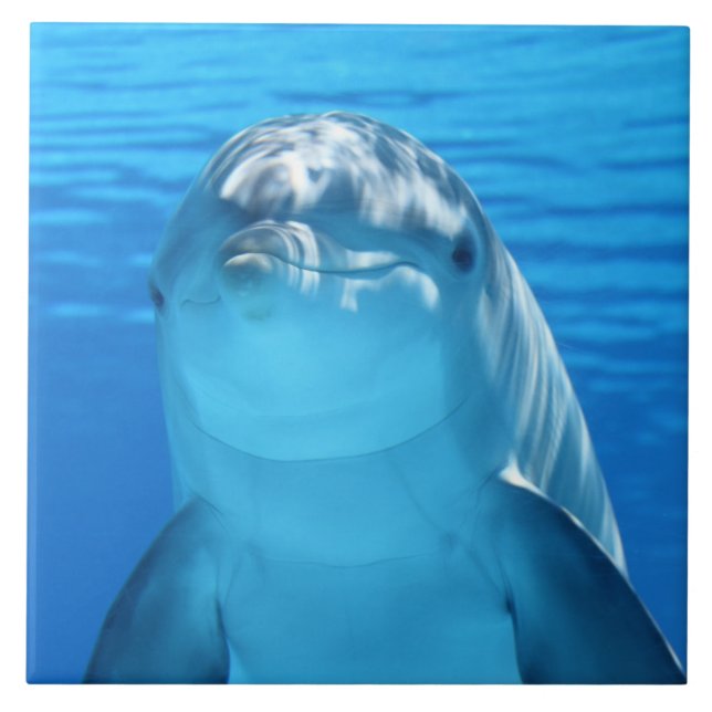 Dolphin Ceramic Tile (Front)