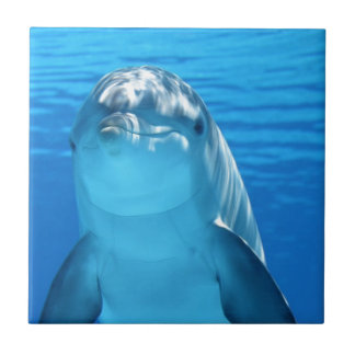 dolphin ceramic tile