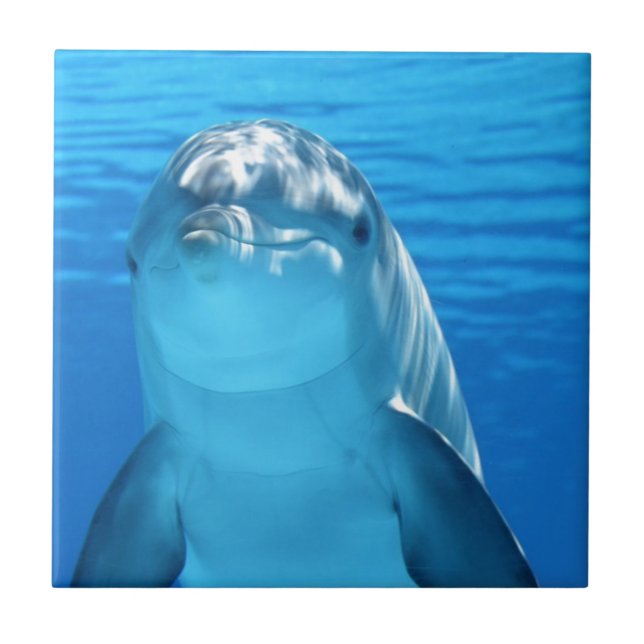 dolphin ceramic tile (Front)