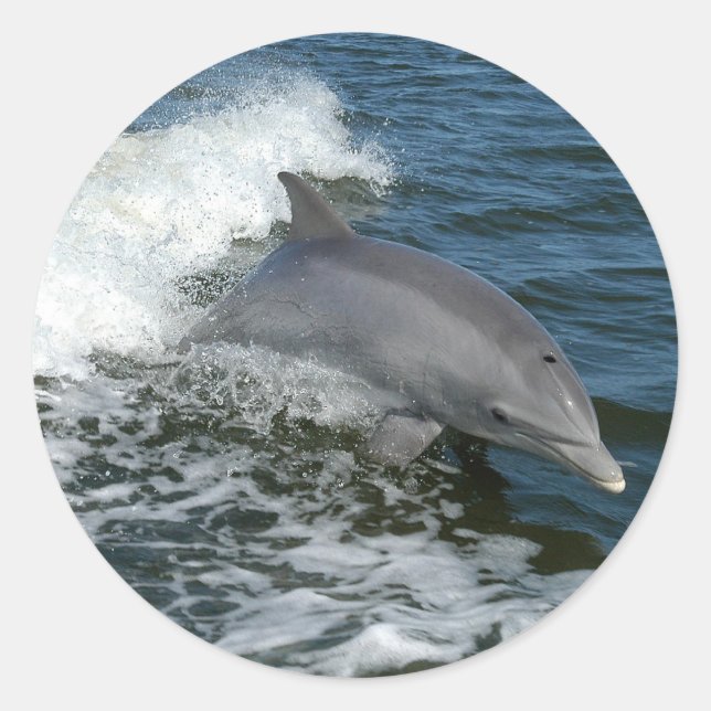 Dolphin Classic Round Sticker (Front)
