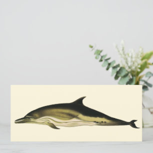 Dolphin Delphinus Delphis, Vintage Marine Animals