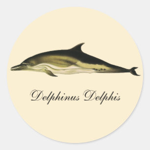 Dolphin Delphinus Delphis, Vintage Marine Mammals  Classic Round Sticker