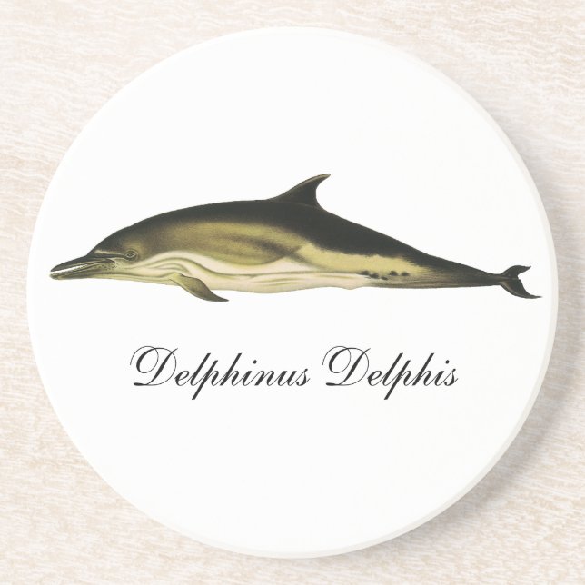 Dolphin Delphinus Delphis, Vintage Marine Mammals  Coaster (Front)