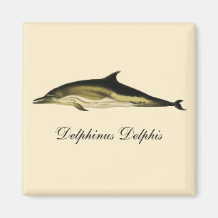 Dolphin Delphinus Delphis, Vintage Marine Mammals Magnet