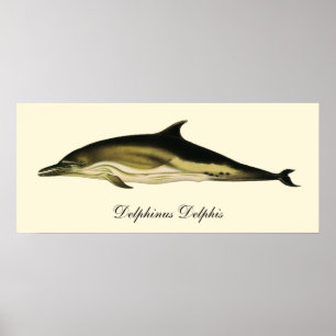 Dolphin Delphinus Delphis, Vintage Marine Mammals Poster