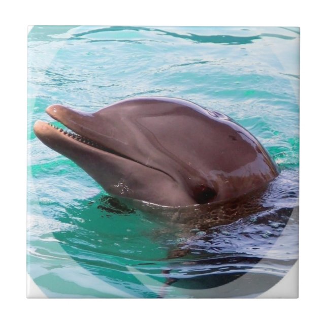 Dolphin Design Tile (Front)