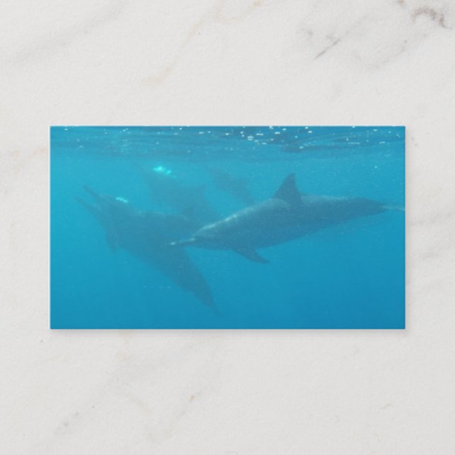 Dolphin diving company customisable business cards (Front)