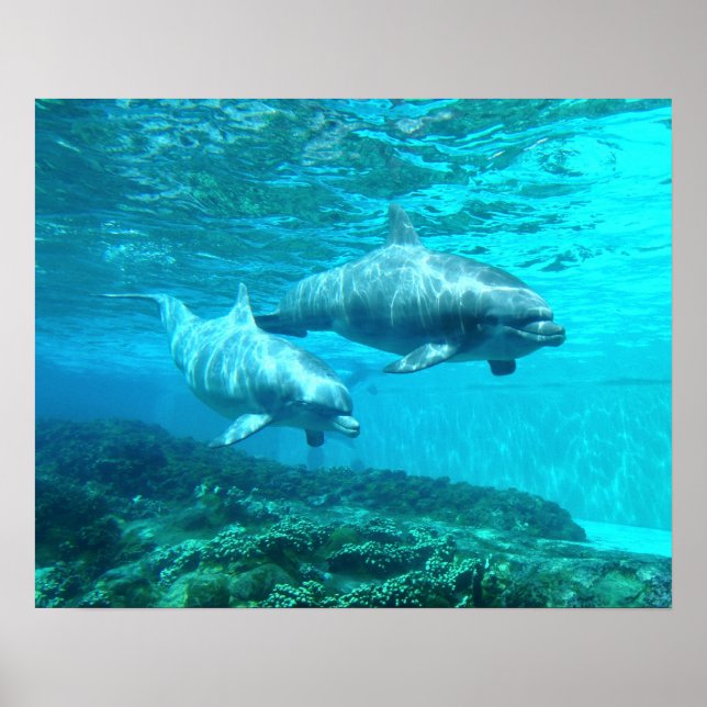 Dolphin Duo Poster (Front)