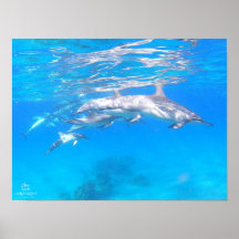 "Dolphin Family" Poster
