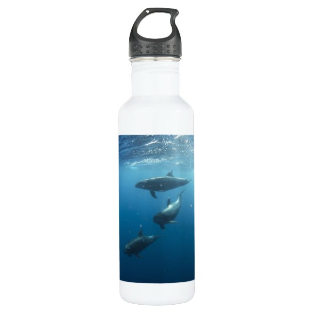 Dolphin Family Underwater 710 Ml Water Bottle (Front)