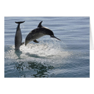 dolphin fish playing -blank card