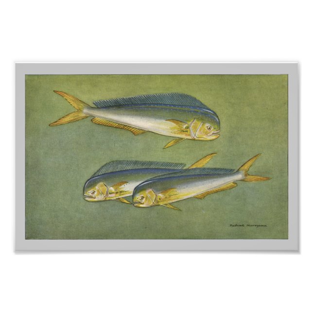 Dolphin Fish Vintage Fish Print (Front)