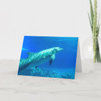 Dolphin greeting card