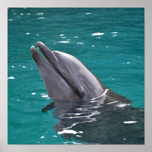 Dolphin In Green Poster (Front)