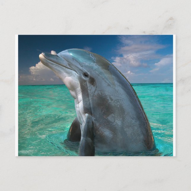 Dolphin in the Bahamas Postcard (Front)