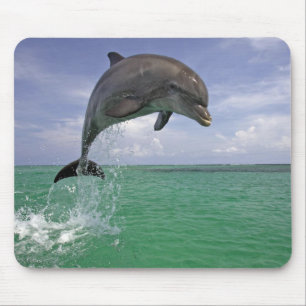 Dolphin in the wild Jumping Mouse Pad