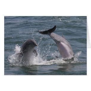 Dolphin Jump!