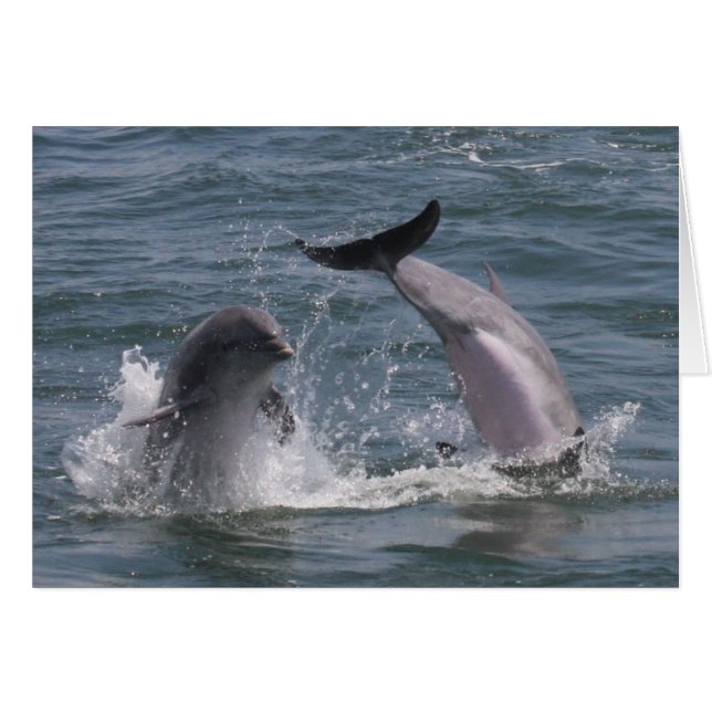 Dolphin Jump! (Front Horizontal)