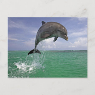 Dolphin jump postcard