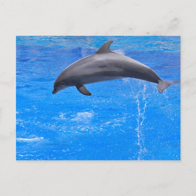 Dolphin jumping out of water postcard (Front)