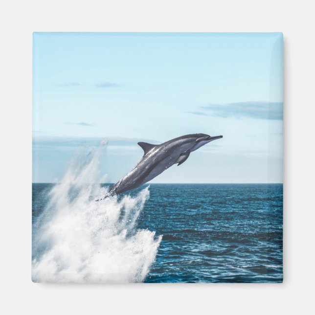 Dolphin leaping out of the ocean magnet (Front)