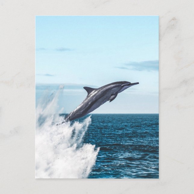 Dolphin leaping out of the ocean postcard (Front)