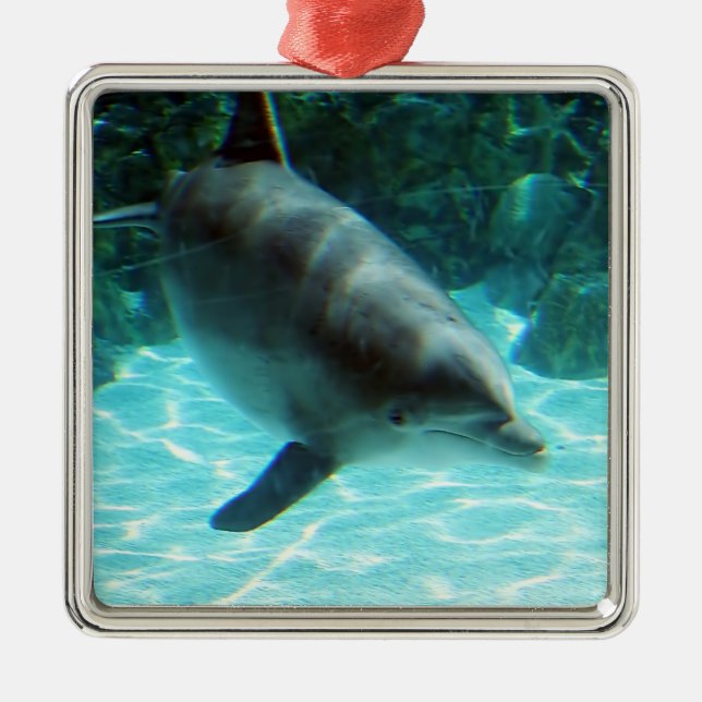 Dolphin Ornament (Front)