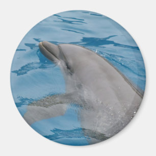 Dolphin Passing Through Clear Blue Ripples Magnet