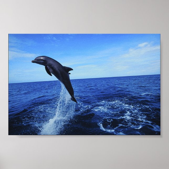 Dolphin Photo Poster (Front)