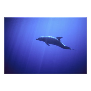 Dolphin Photo Print