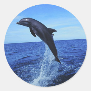 Dolphin Photo Stickers