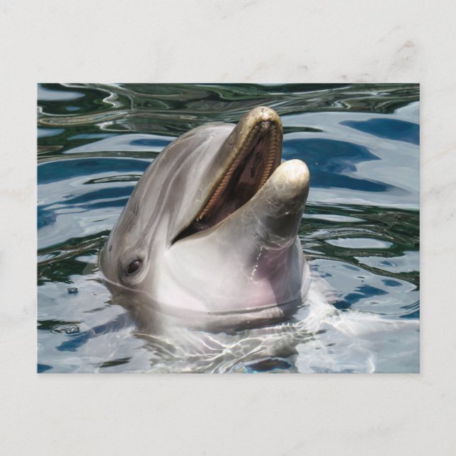DOLPHIN PHOTOGRAPHY POSTCARD (Front)