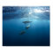 Dolphin pod swimming underwater