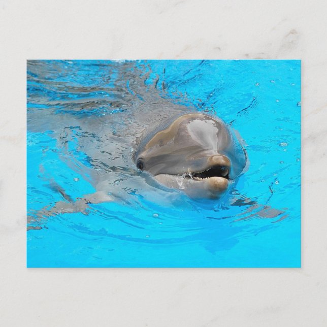 Dolphin Post Card (Front)