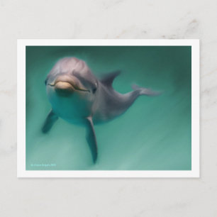 Dolphin Postcard