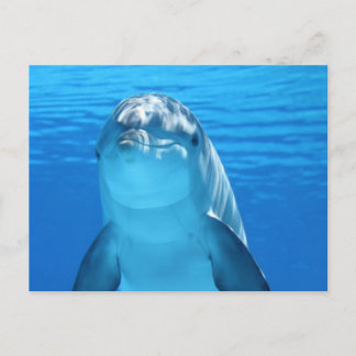 Dolphin Postcard