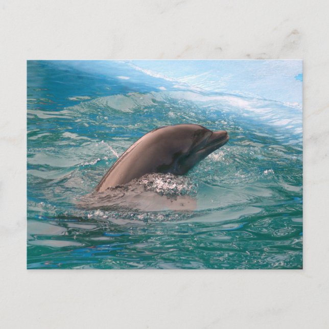 Dolphin Postcard (Front)