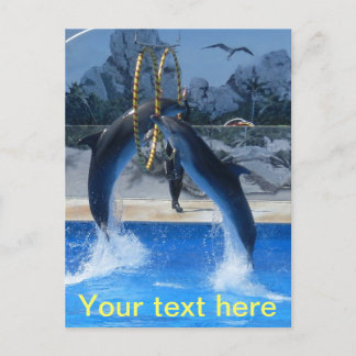 Dolphin Postcard