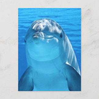 Dolphin Postcard