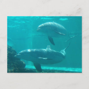 Dolphin Postcard