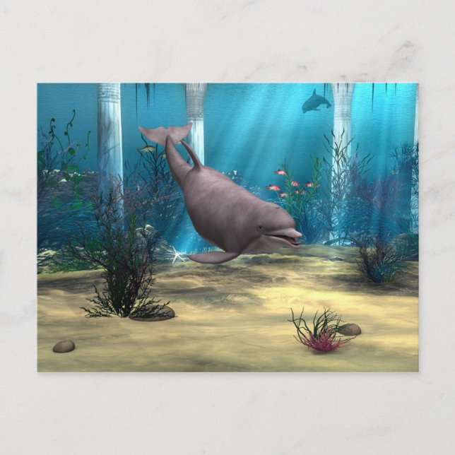 Dolphin Postcard (Front)