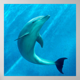 Dolphin Poster